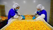 湖北秭归：食品工人精深加工脐橙