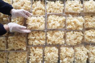 河北唐山：麻糖企业忙碌制糖 喜迎春节市场