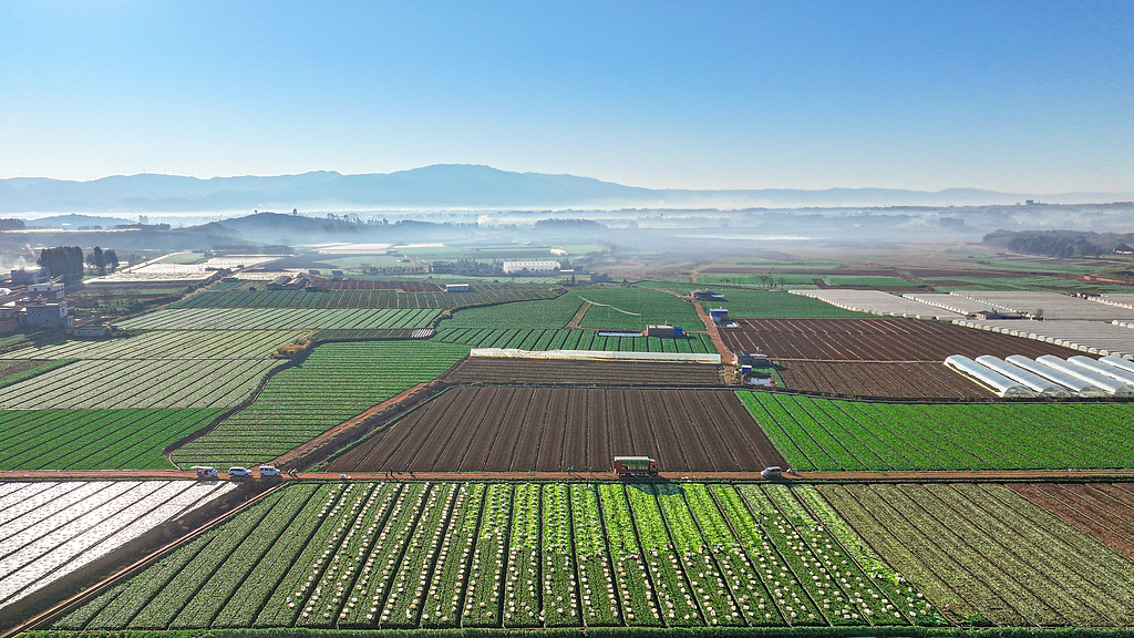 云南陆良：菜农采收蔬菜 丰富春节“菜篮子”