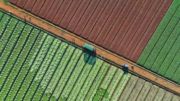 云南陆良：菜农采收蔬菜 丰富春节“菜篮子”