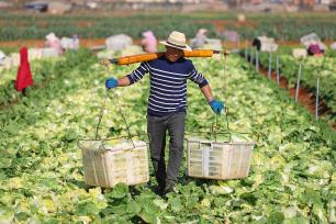 云南陆良：菜农采收蔬菜 丰富春节“菜篮子”