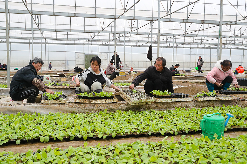 湖南永州：村民育苗大棚内移栽秧苗