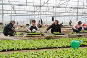 湖南永州：村民育苗大棚内移栽秧苗