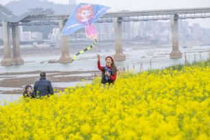 广西梧州：游客漫步金黄油菜花海赏春光