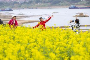 广西梧州：游客漫步金黄油菜花海赏春光
