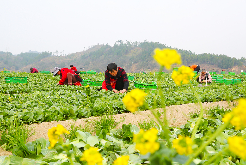 湖南永州：村民采收时令鲜蔬供应市场