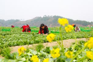湖南永州：村民采收时令鲜蔬供应市场