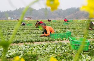 湖南永州：村民采收时令鲜蔬供应市场