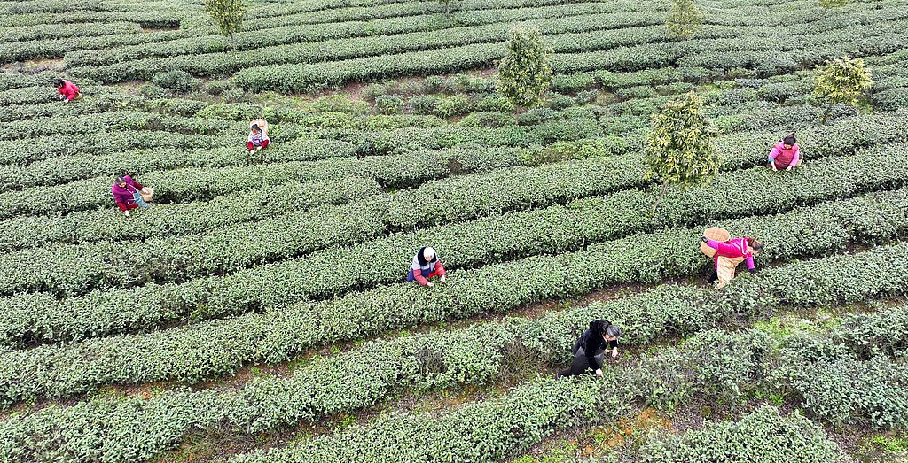 重庆：春茶抢“鲜”开采