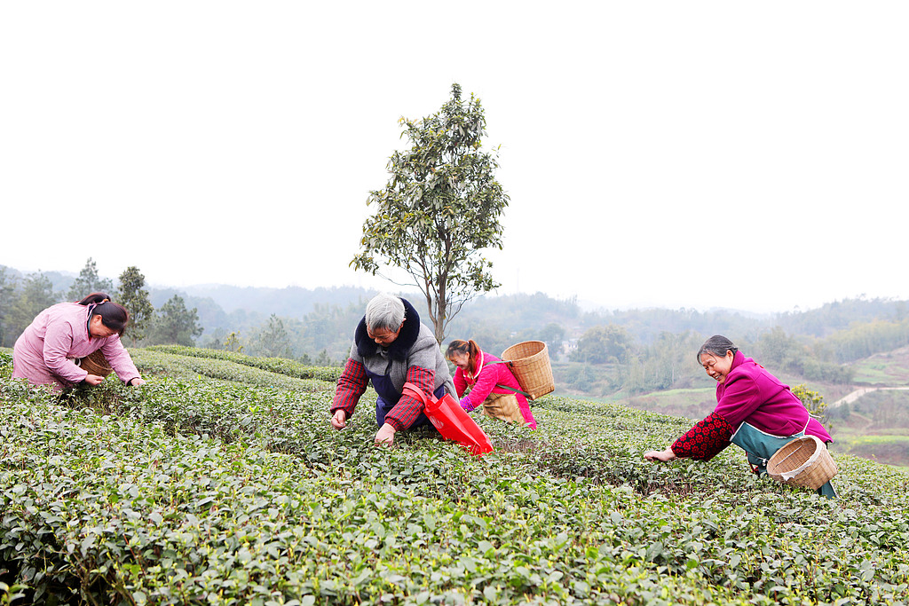 重庆：春茶抢“鲜”开采