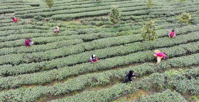 重庆：春茶抢“鲜”开采