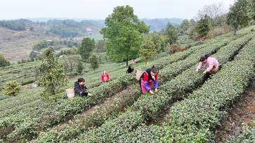 重庆：春茶抢“鲜”开采