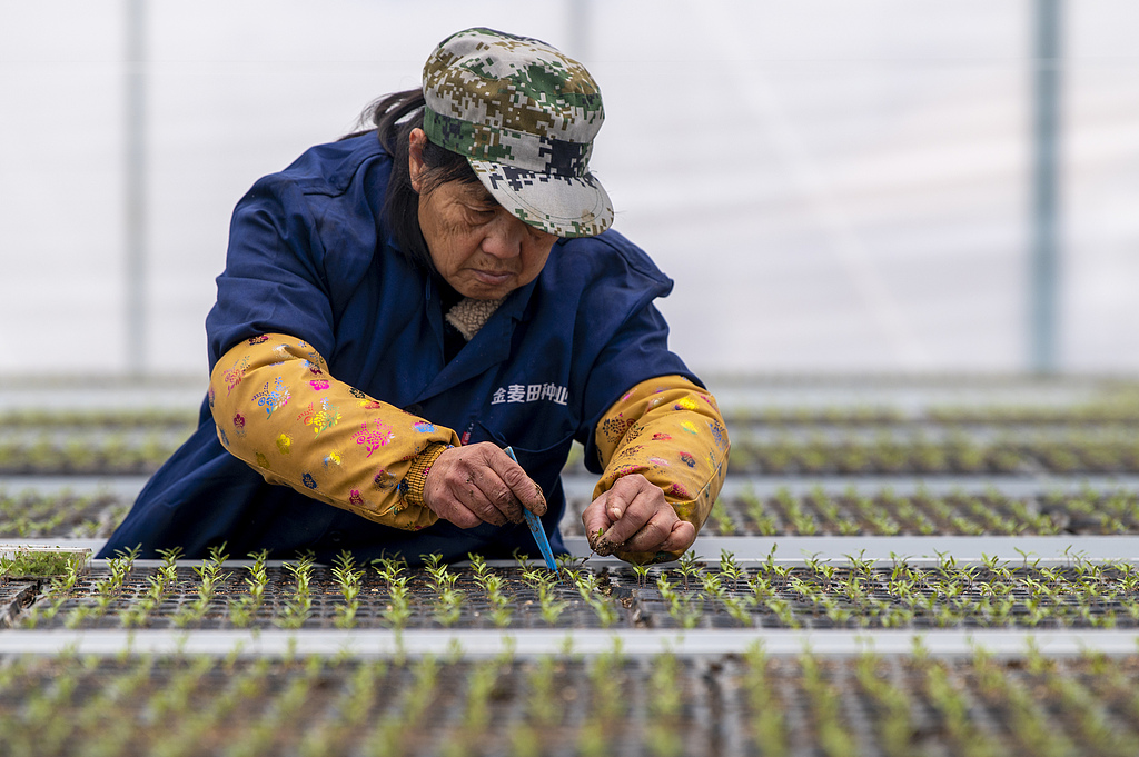 浙江金华：工作人员移苗作业