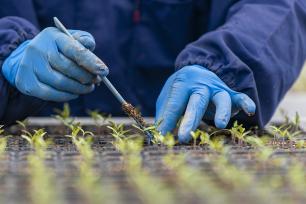 浙江金华：工作人员移苗作业