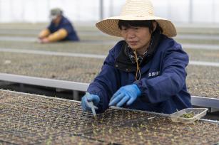 浙江金华：工作人员移苗作业