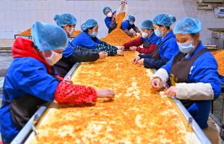 四川眉山：工人加工柑橘赶制出口订单
