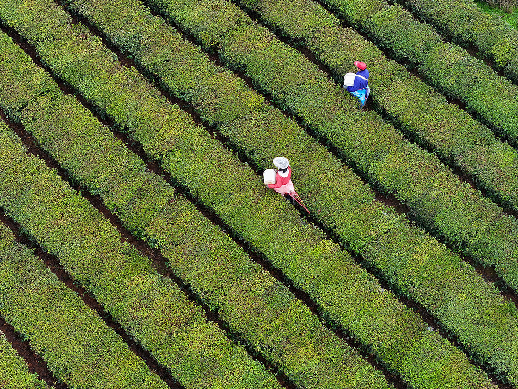 江西吉安：茶园绿意盎然 农民施肥管护
