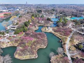 江苏扬州：瘦西湖景区梅花盛放