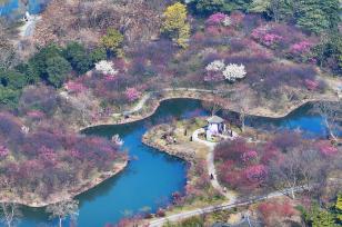江苏扬州：瘦西湖景区梅花盛放