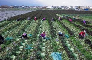 云南大理：菜农收割紫叶莴笋