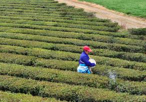 江西吉安：茶园绿意盎然 农民施肥管护