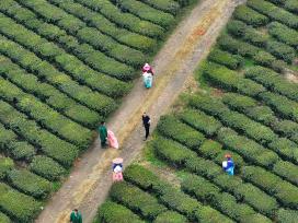 江西吉安：茶园绿意盎然 农民施肥管护