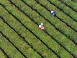江西吉安：茶园绿意盎然 农民施肥管护