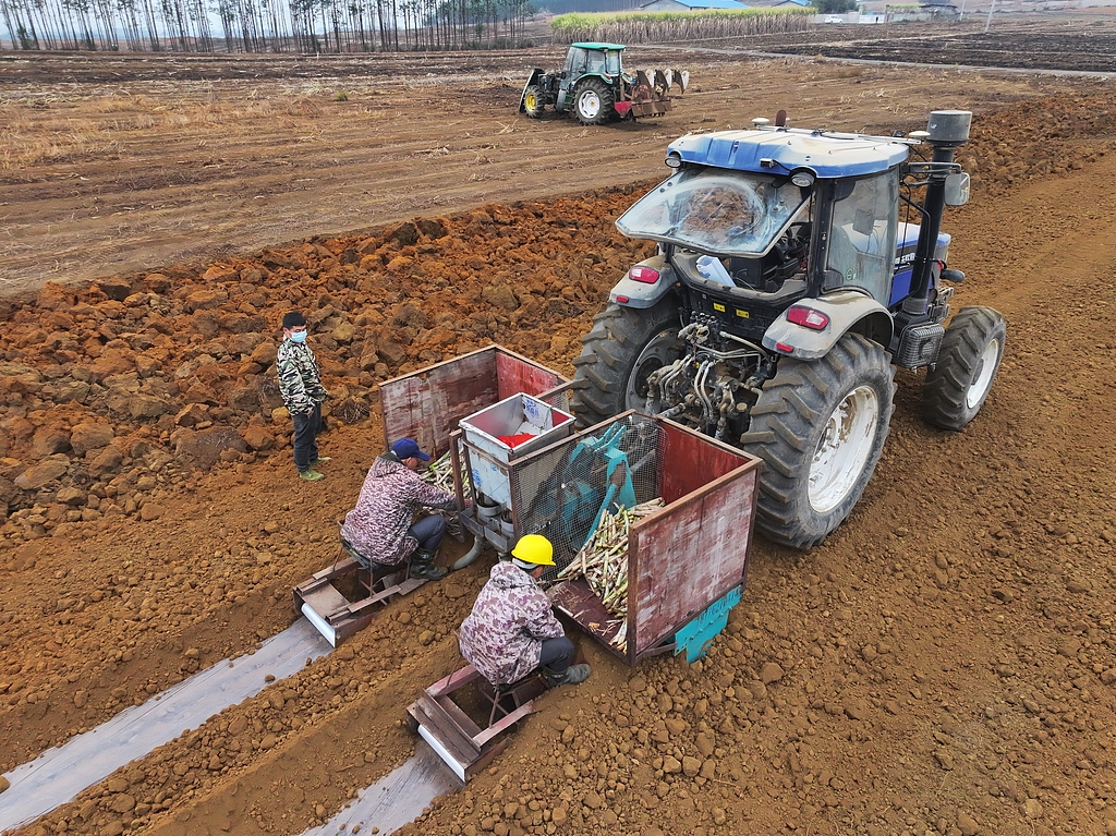 广西来宾：“铁牛”助力甘蔗生产