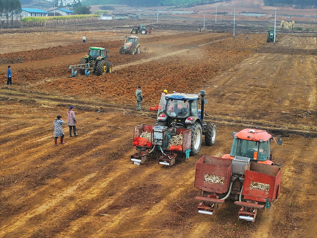 广西来宾：“铁牛”助力甘蔗生产