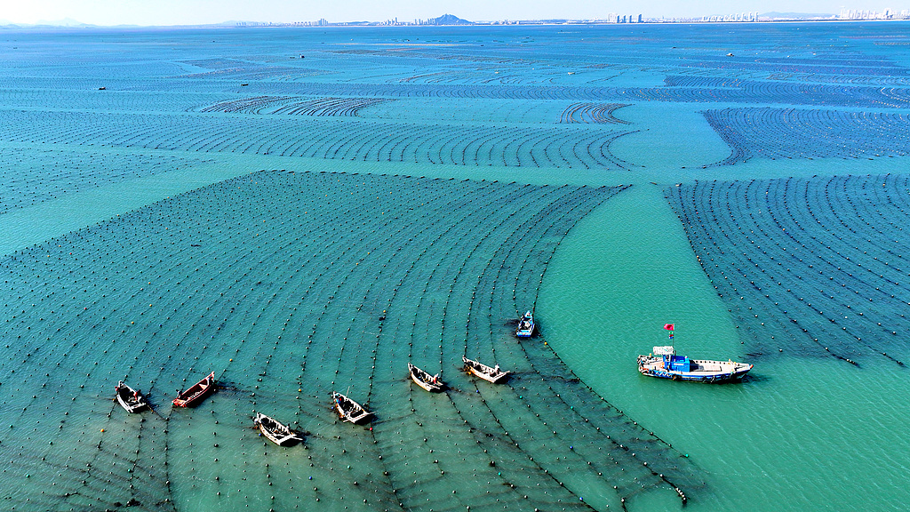 山东威海：海带畅销国际市场