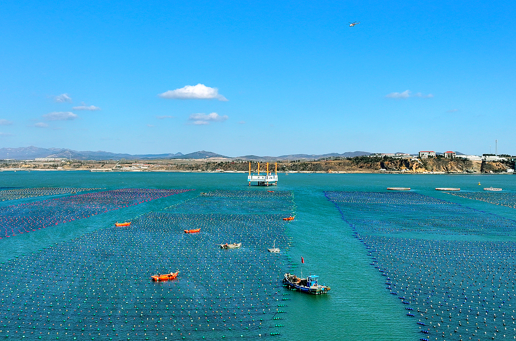 山东威海：海带畅销国际市场