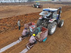 广西来宾：“铁牛”助力甘蔗生产