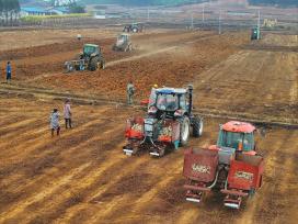 广西来宾：“铁牛”助力甘蔗生产