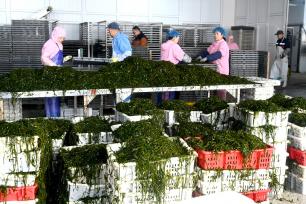 山东威海：海带畅销国际市场