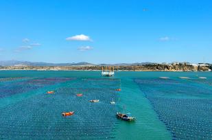 山东威海：海带畅销国际市场