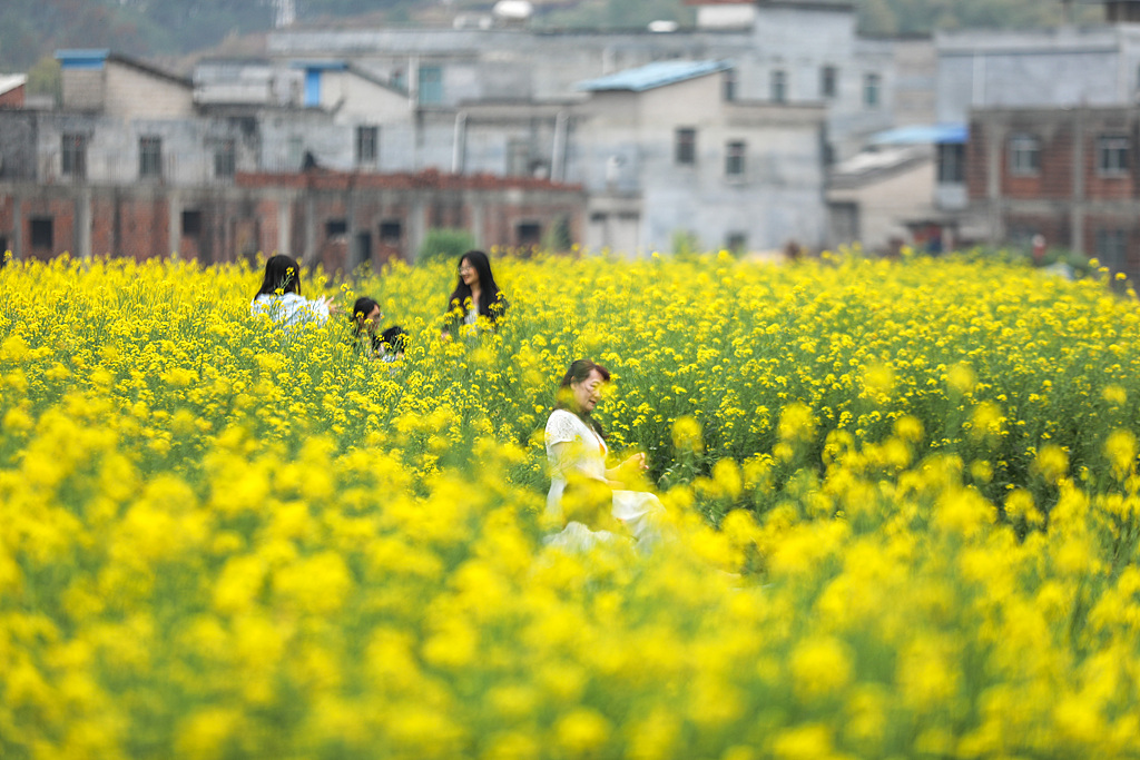 广西梧州：乡村油菜花进入盛花期