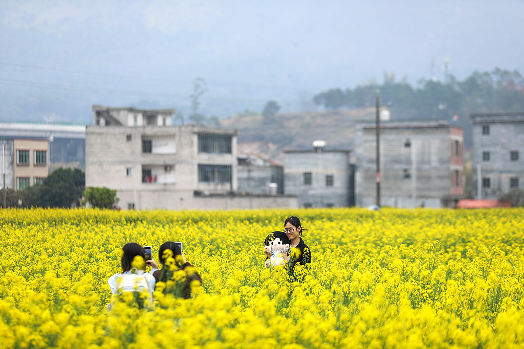 广西梧州：乡村油菜花进入盛花期