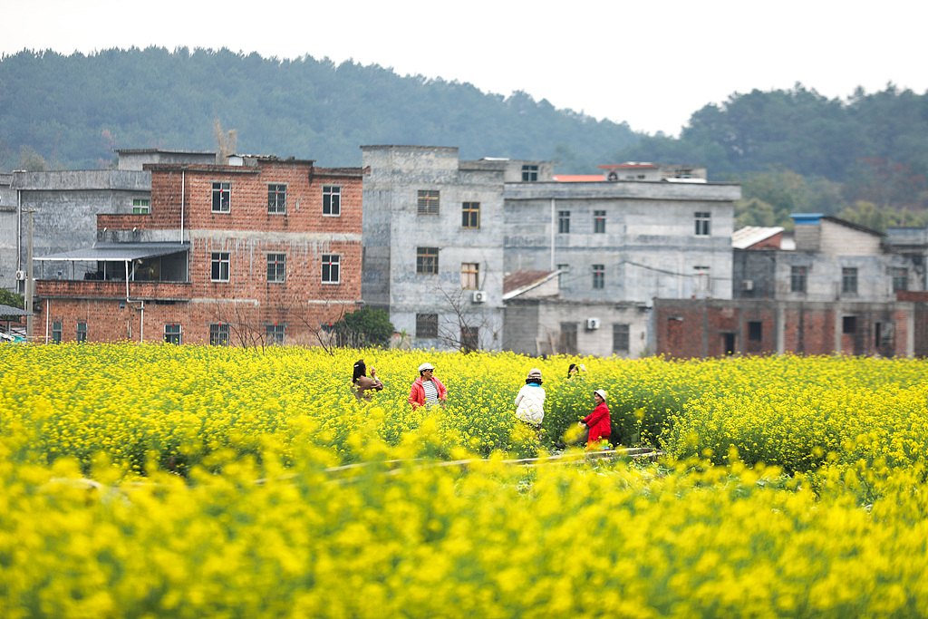 广西梧州：乡村油菜花进入盛花期