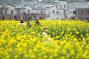 广西梧州：乡村油菜花进入盛花期