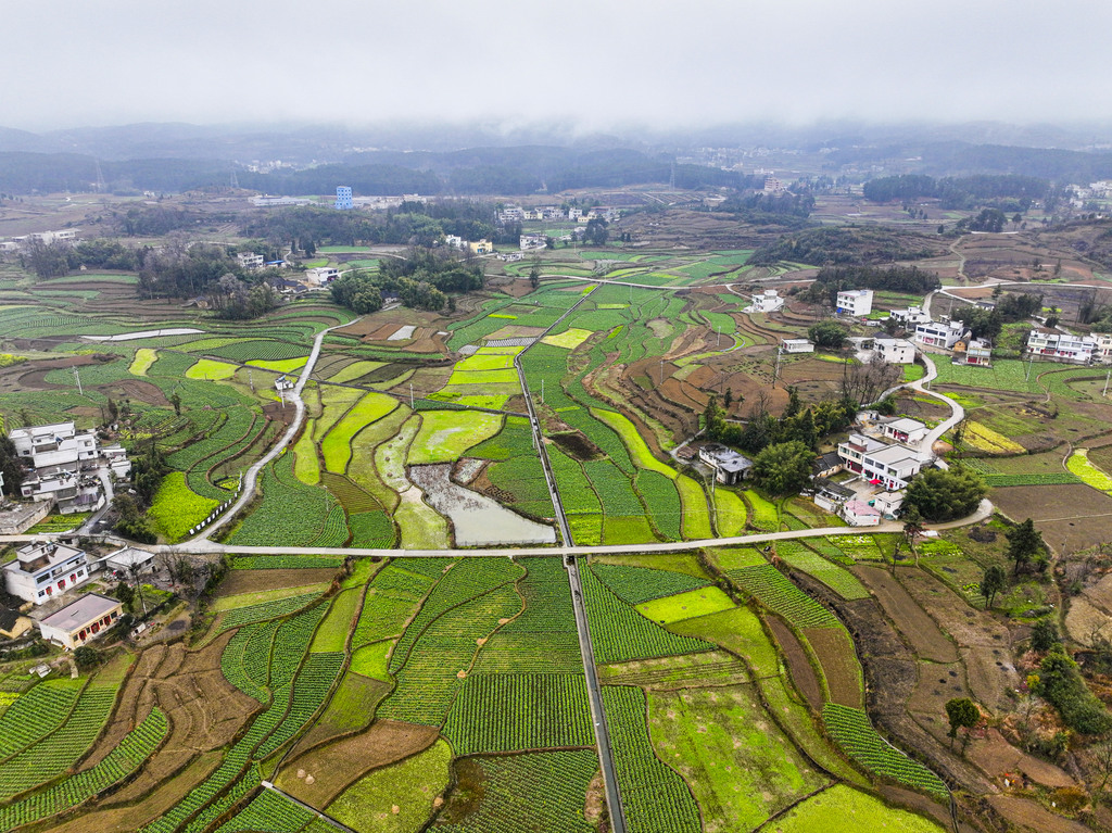 贵州黔西：高标准农田绿意盎然绘就田园盛景