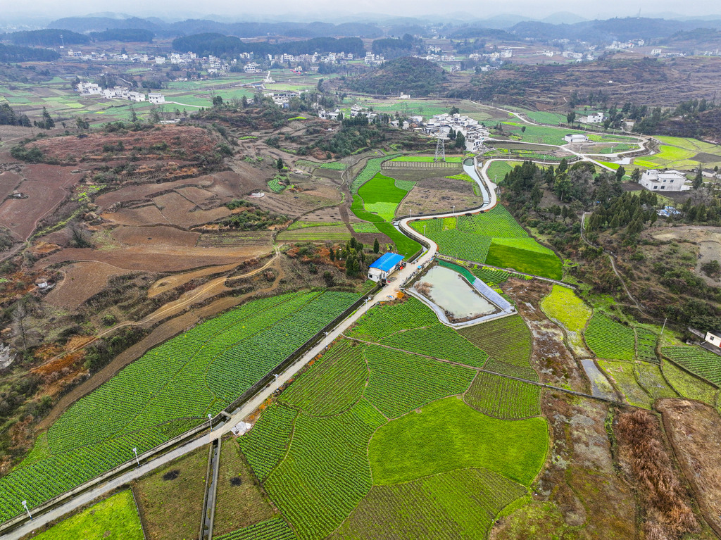 贵州黔西：高标准农田绿意盎然绘就田园盛景