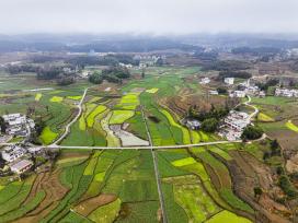 贵州黔西：高标准农田绿意盎然绘就田园盛景