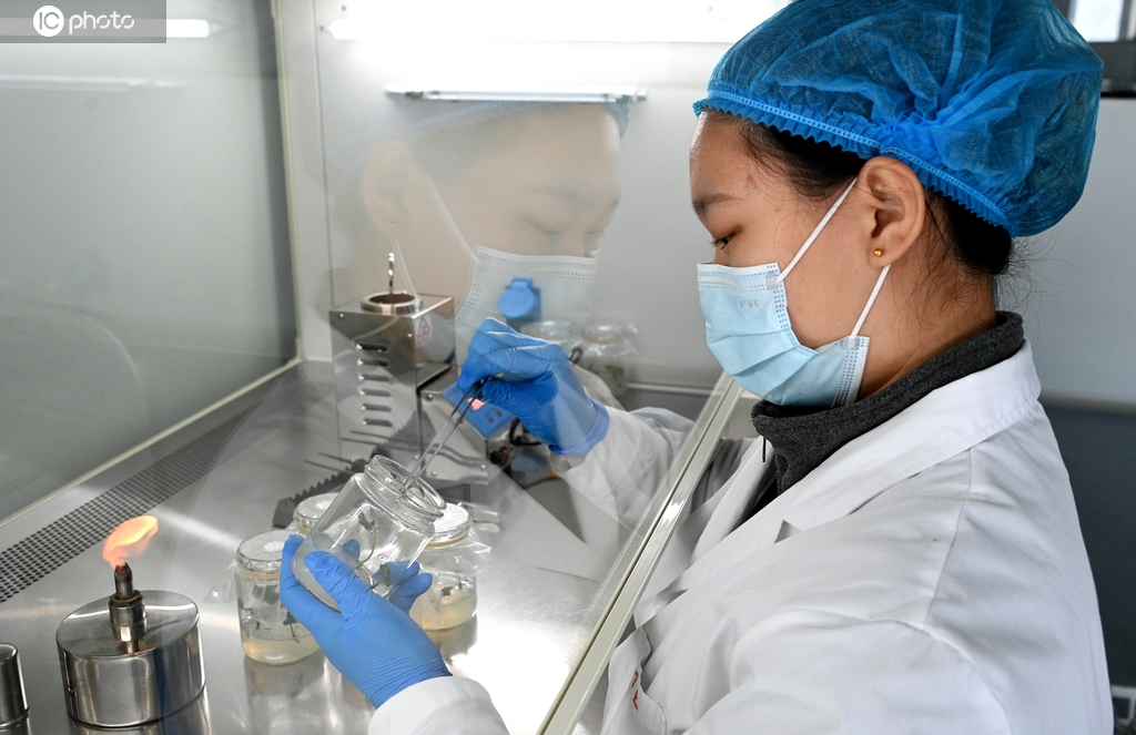 河北邯郸：科研人员对脱毒红薯苗扩繁作业