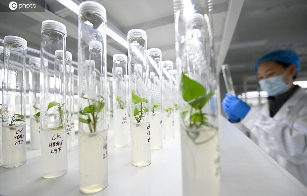 河北邯郸：科研人员对脱毒红薯苗扩繁作业