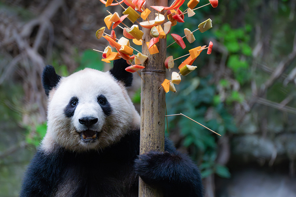 重庆：大熊猫“撸串”萌态十足