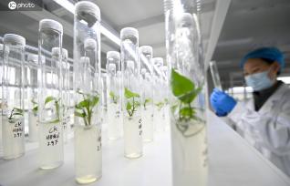 河北邯郸：科研人员对脱毒红薯苗扩繁作业