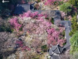 江苏南京：游客在雨花台踏青赏花