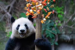 重庆：大熊猫“撸串”萌态十足