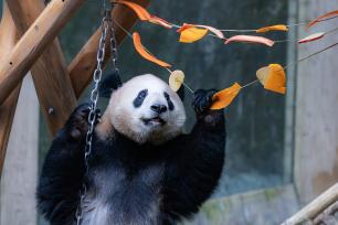 重庆：大熊猫“撸串”萌态十足