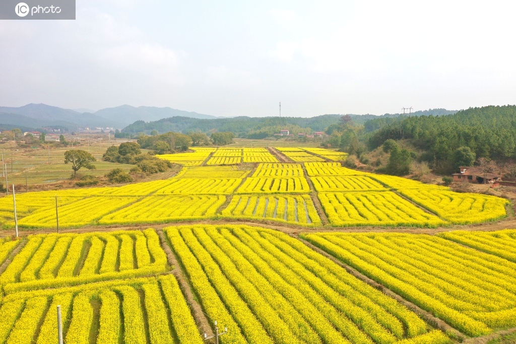 江西吉安：油菜花竞相绽放
